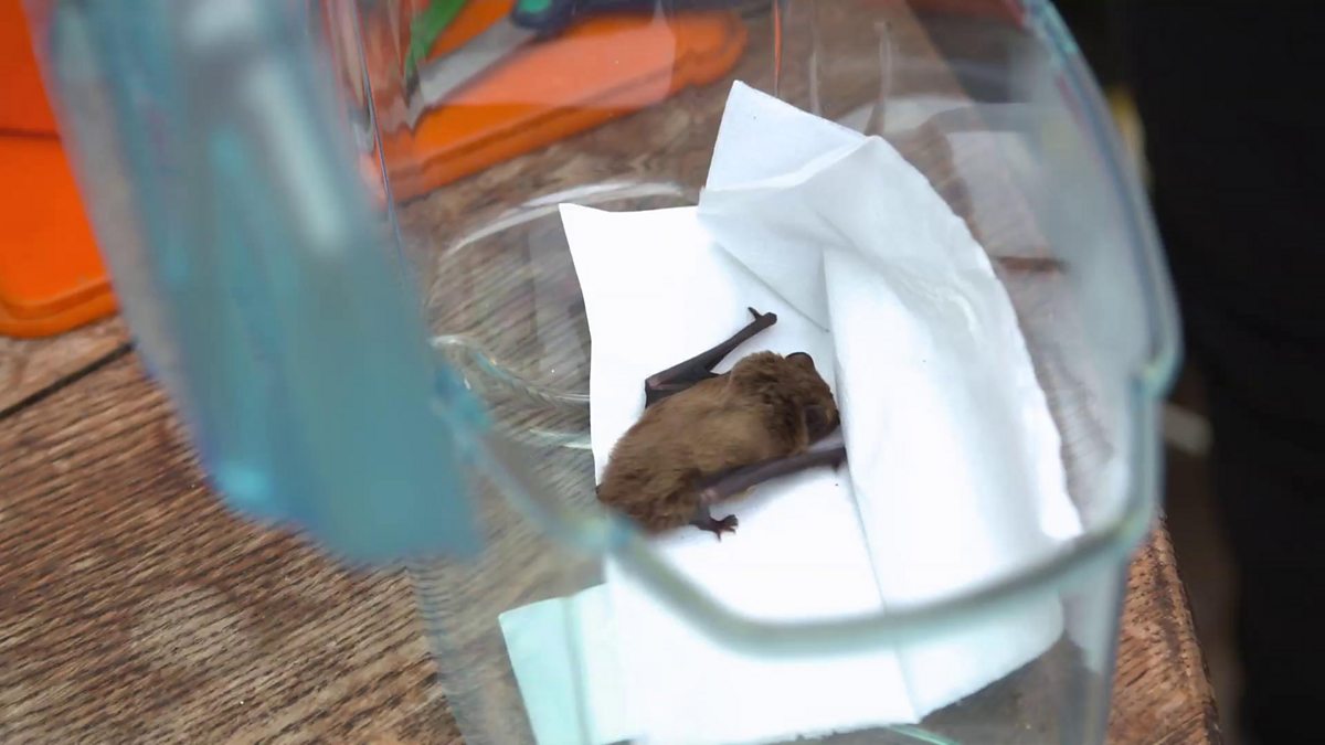 BBC One Home Ground, 'We were running after bats through bombs and