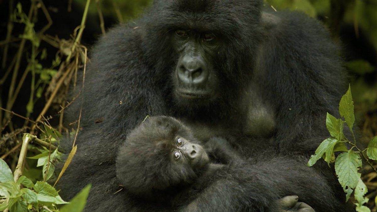 BBC One - Primates, Series 1, Protecting Primates, Meet the heroes