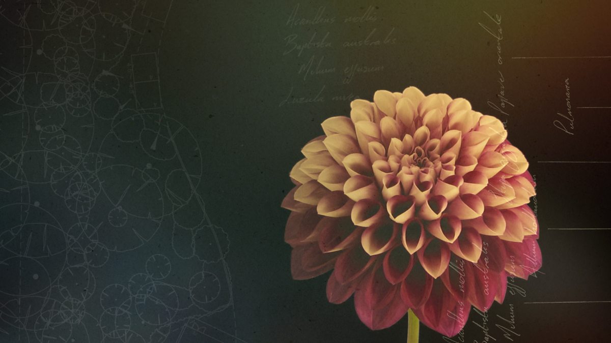 BBC Two RHS Chelsea Flower Show, Best Of