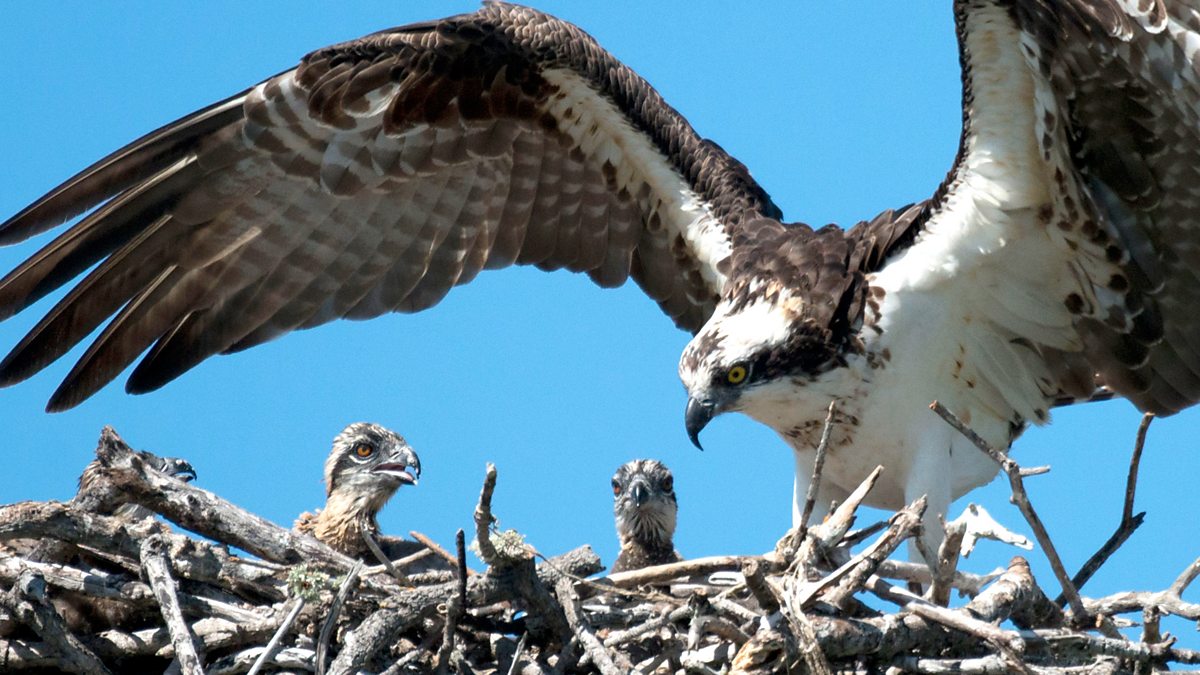 osprey lifespan