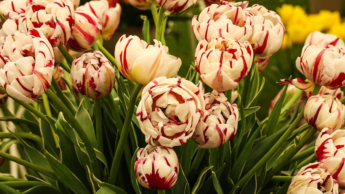 BBC Two - RHS Chelsea Flower Show, Best Of, People's Choice