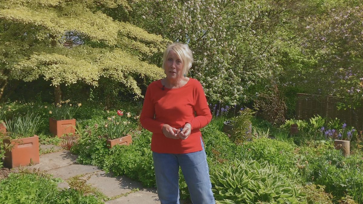 BBC Two Gardeners' World, 2020, Episode 9, Cuttings with Carol