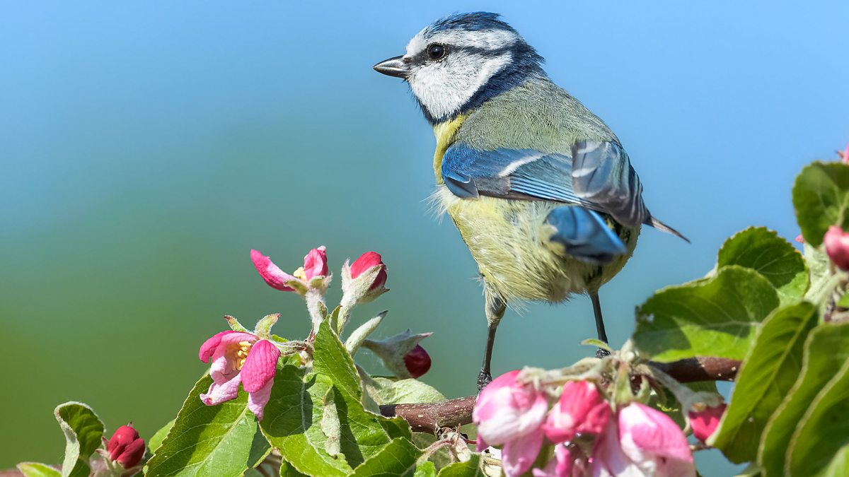 Весенние картинки на рабочий стол. Фон на айфон весна. Цветущая вишня. Весенние скидки 10%. 1 марта привет весна.