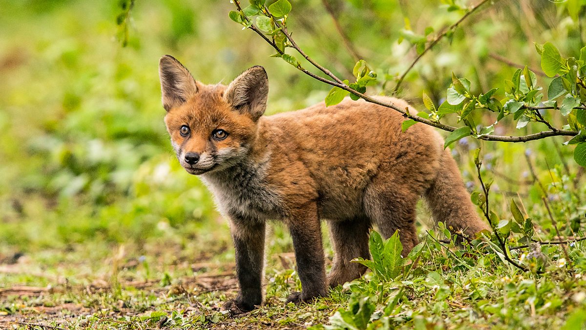 BBC Two - Springwatch, 2020, Episode 9