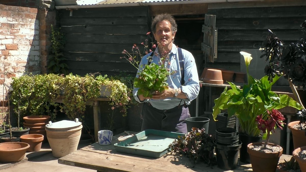 Bbc two gardeners world 2020 episode 12 dividing plants in pots
