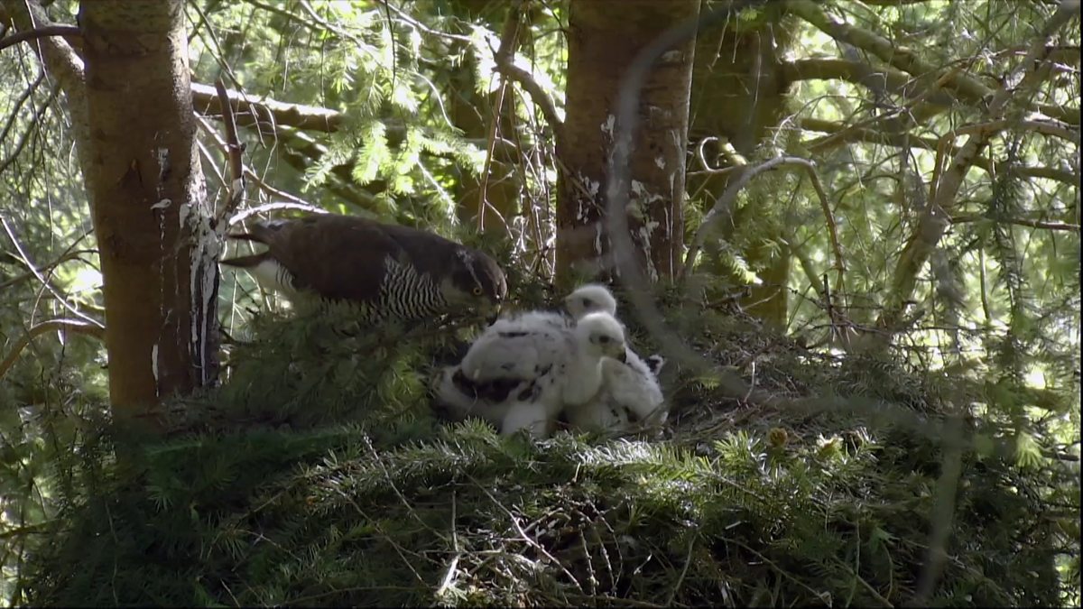 goshawk nest cam