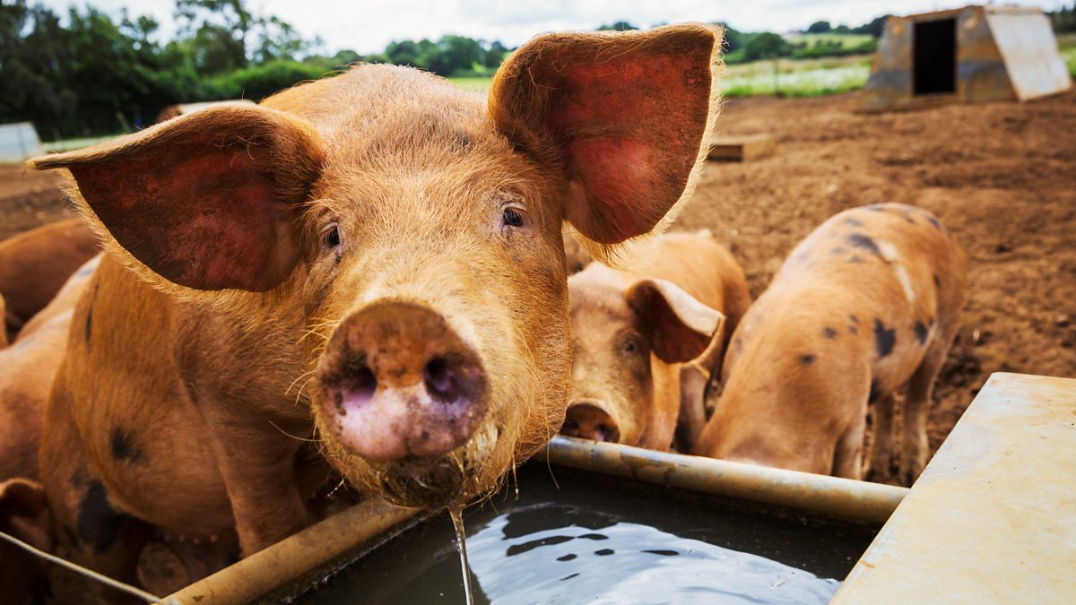 bbc-world-service-focus-on-africa-african-swine-fever-decimating