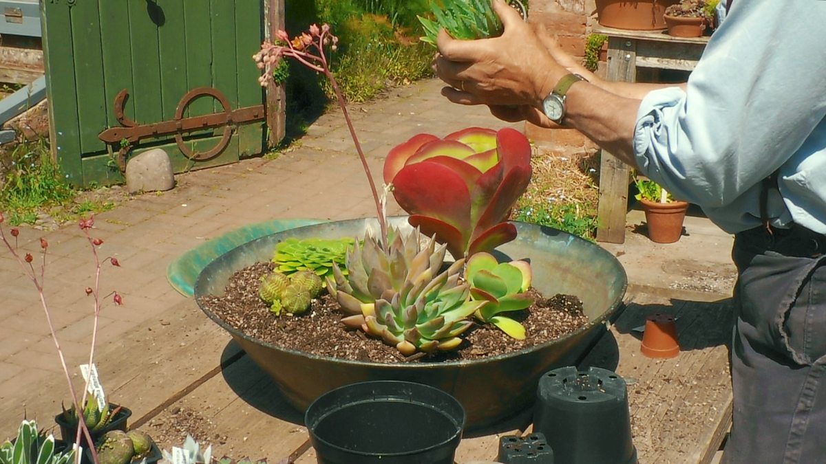 BBC Two - Gardeners' World, 2020, Episode 13, Bowl of succulents