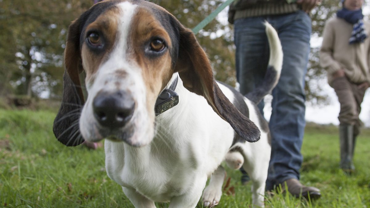 Bbc World Service Newsday Walkies Could Become The Law For German Dog Owners