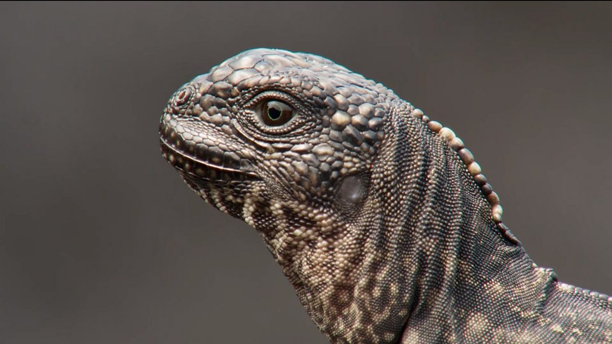 BBC One - Planet Earth: A Celebration, Iguana vs racer snakes