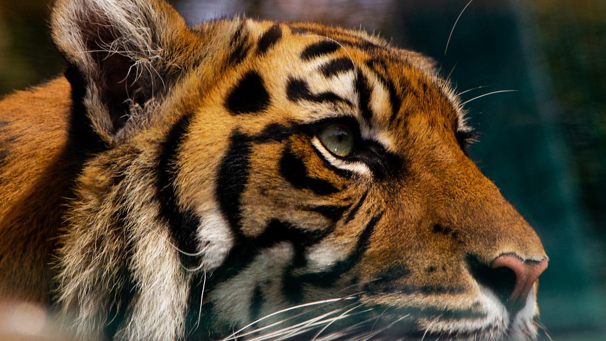 BBC Scotland - BBC Scotland - A dream career feeding animals at the zoo