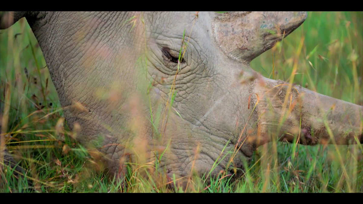 Bbc One Extinction The Facts The Last Northern White Rhinos 