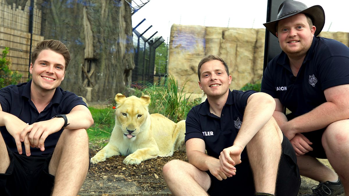 One Zoo Three - Series 1: 2. The Reopening - BBC iPlayer