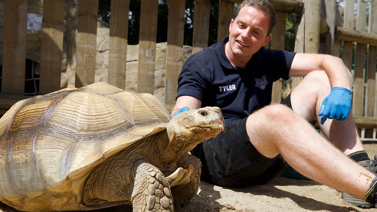 One Zoo Three - Series 1: 5. The Health Check - BBC iPlayer