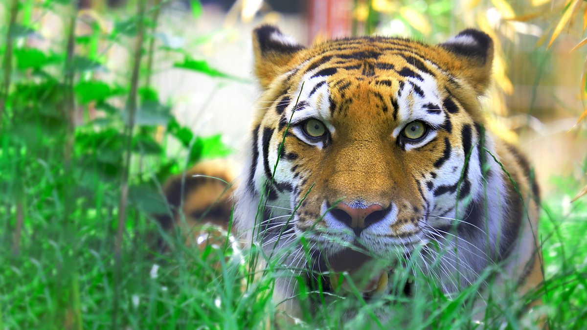 CBBC One Zoo Three, Series 1