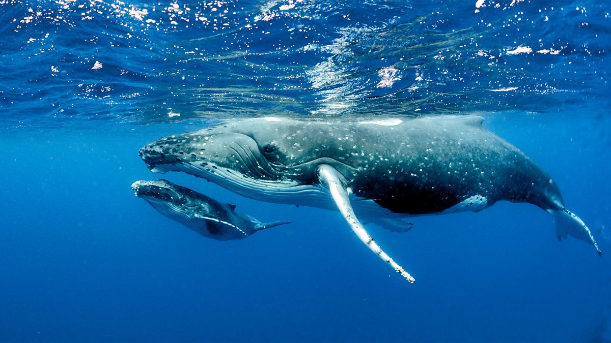 BBC World Service - The Documentary, Songs of the Humpback Whale