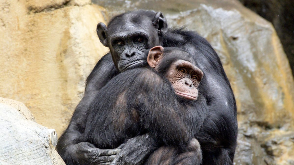 BBC Radio - 6 Minute English, Do chimps have the same emotions as us?