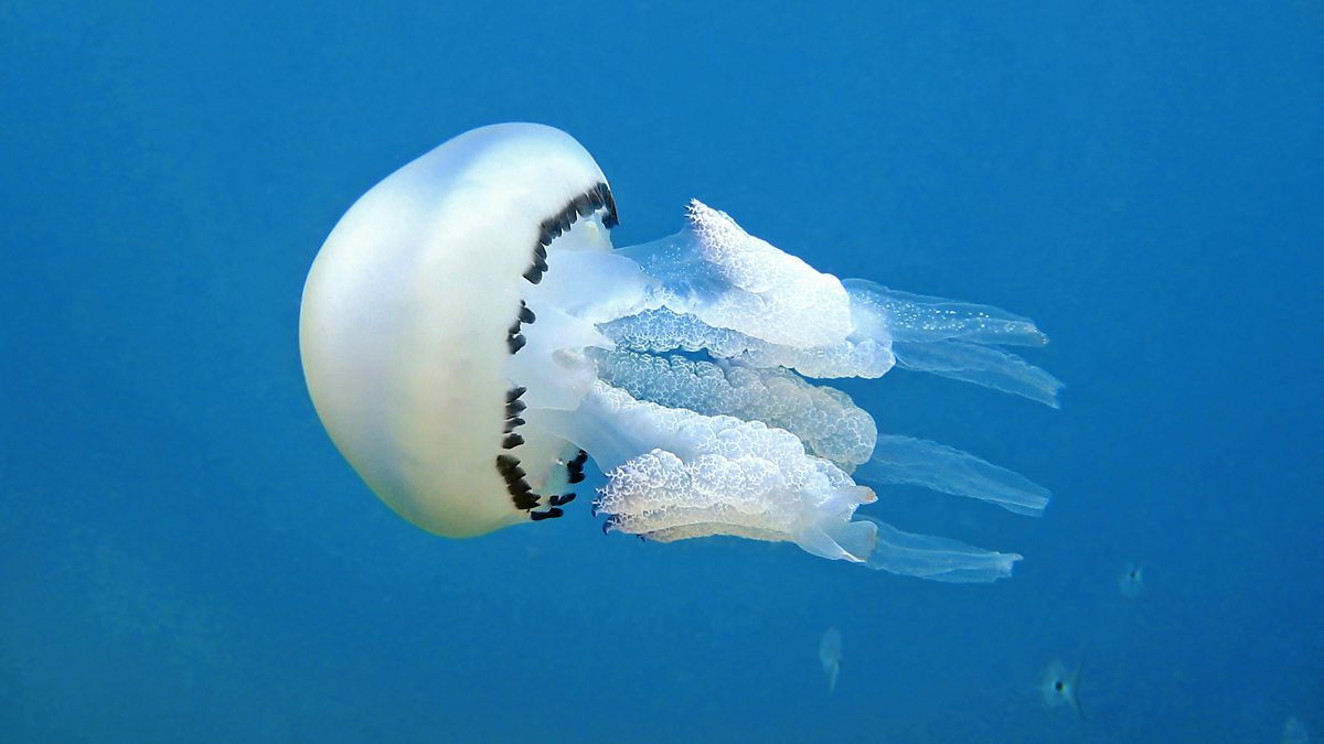 BBC World Service - People Fixing the World, How jellyfish can help us