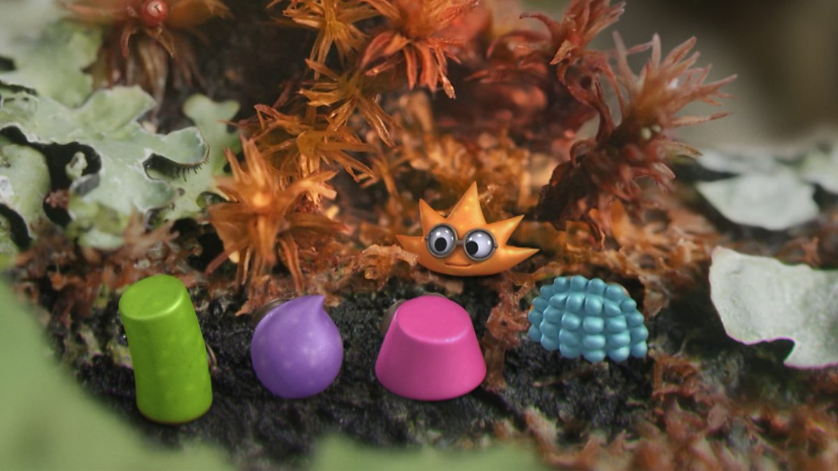 Tiny Wonders - Series 1: 2. Lichen - BBC iPlayer