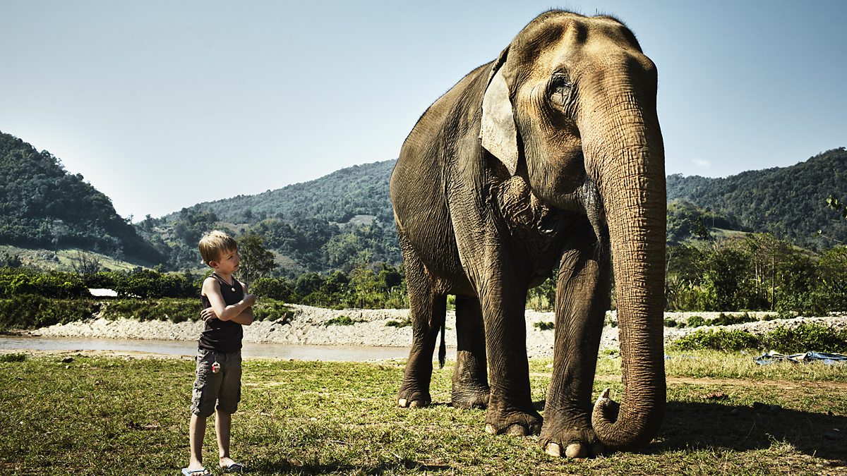 BBC World Service - CrowdScience, Why are elephants so big?