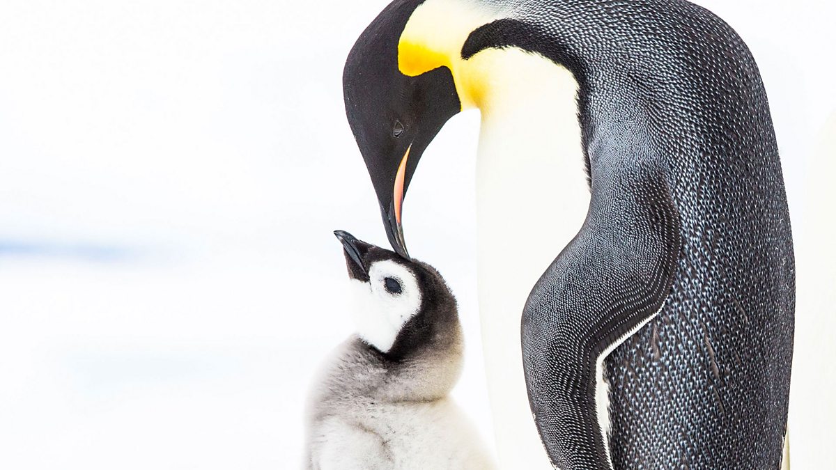 Bbc One Penguins Meet The Family