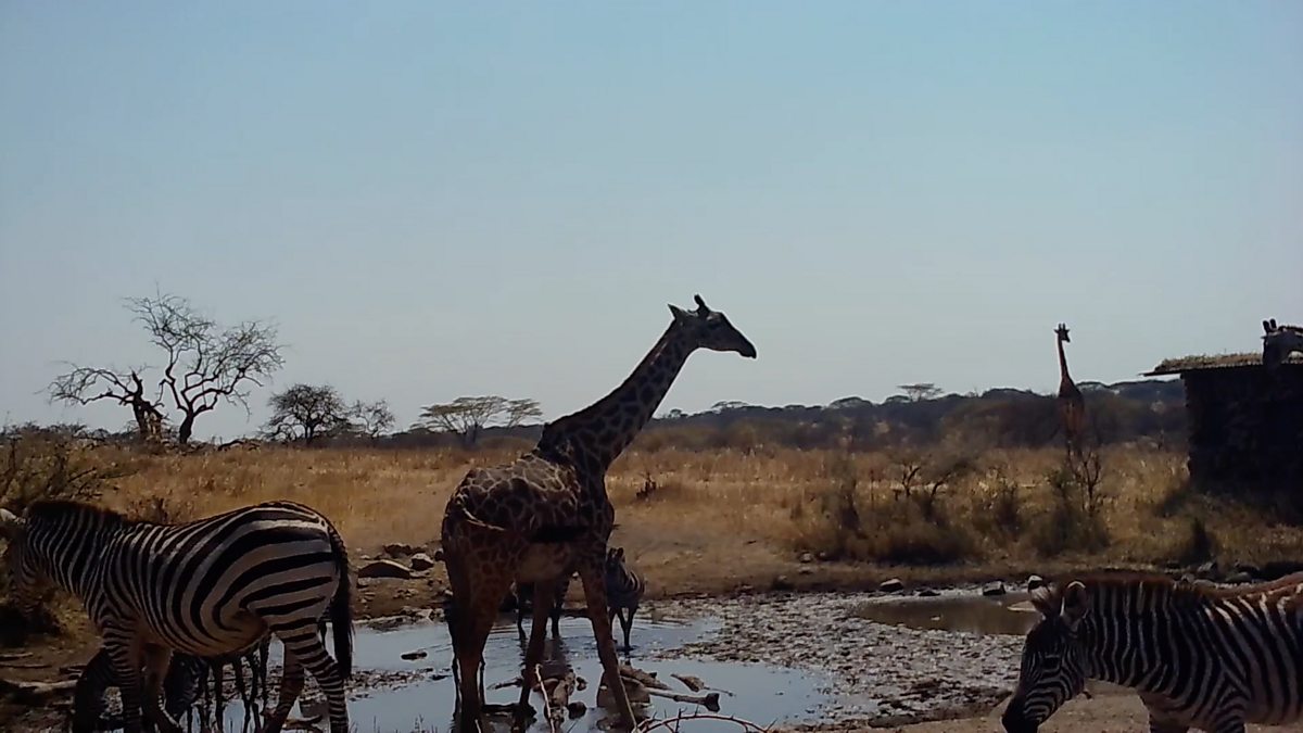 BBC Two - Waterhole: Africa's Animal Oasis, How has the new waterhole