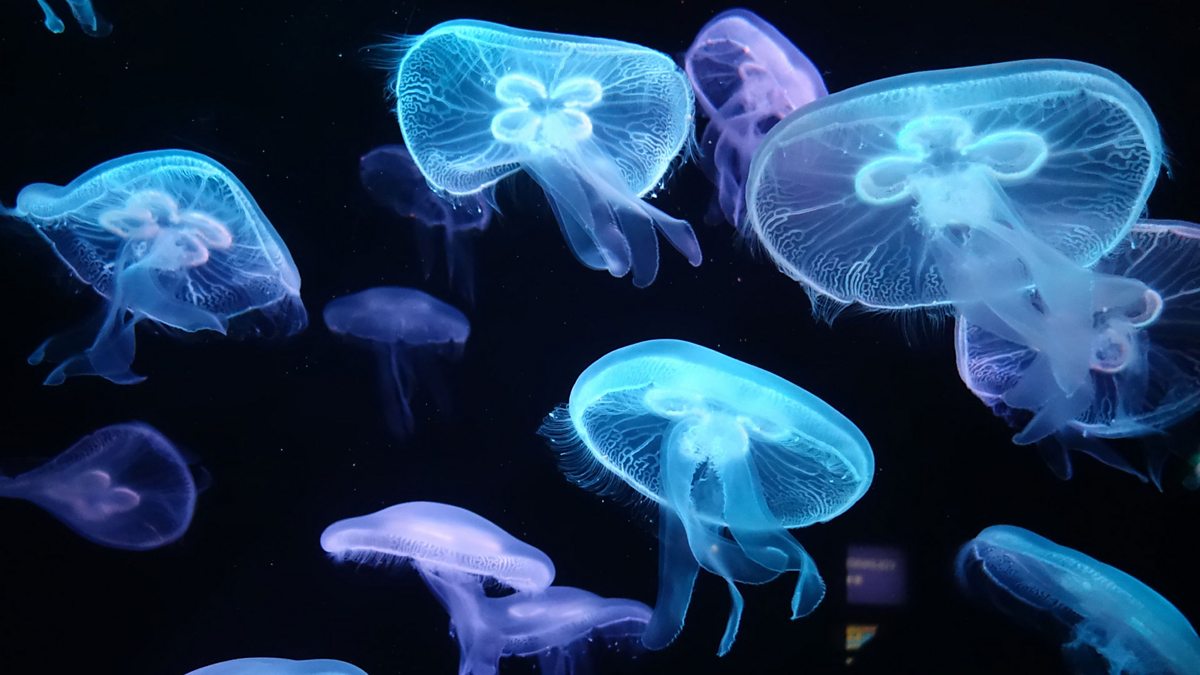BBC Radio 6 Minute English, Can jellyfish help us solve our problems?