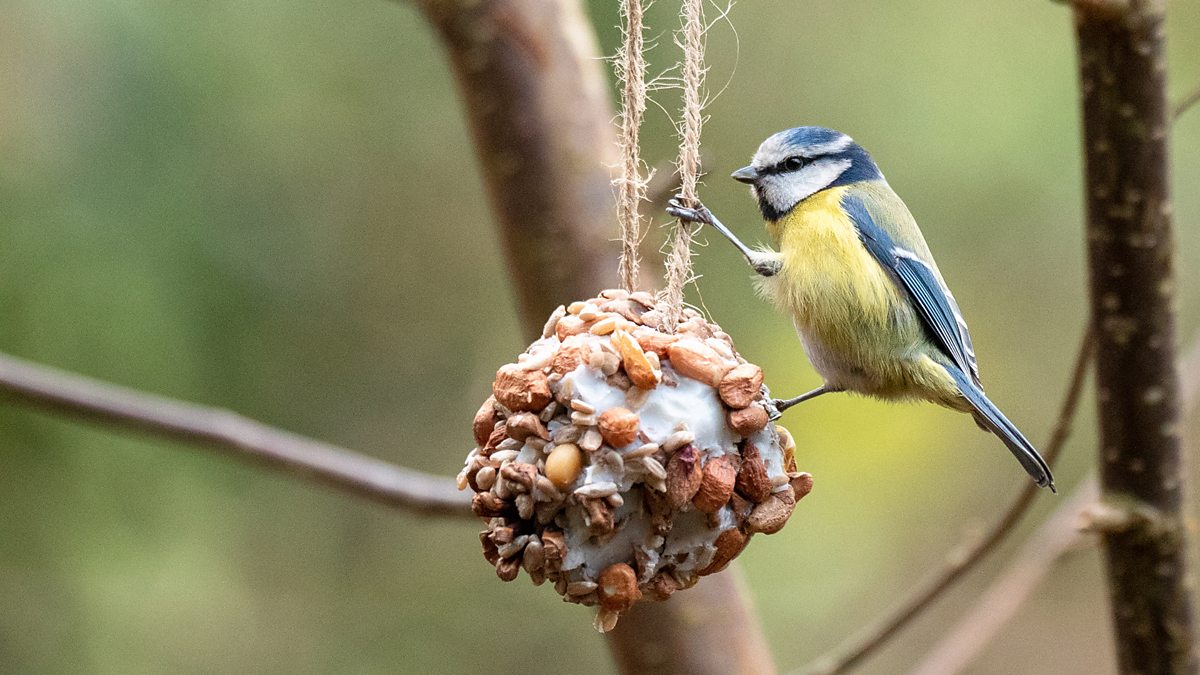 poundland bird peanuts