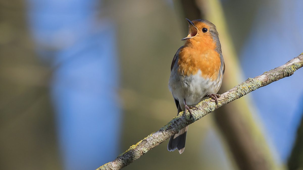 Bbc Two Winterwatch Winter Watchlist 2021