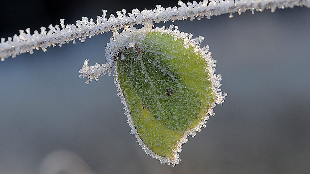 BBC Blogs Springwatch What to do if you find hibernating butterflies?