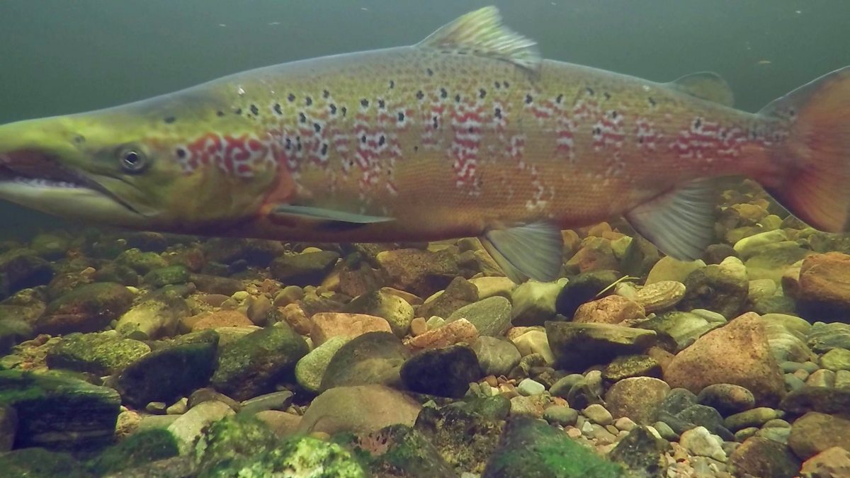 BBC Two - Winterwatch - The male salmon of the River Ness