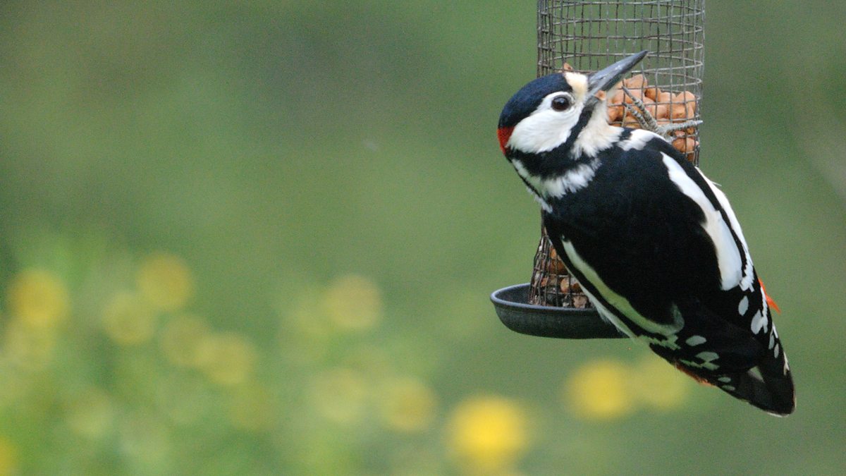 feeding woodpeckers in the garden