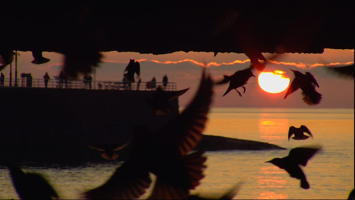 BBC Two Winterwatch A day in the life of the Winterwatch wildlife