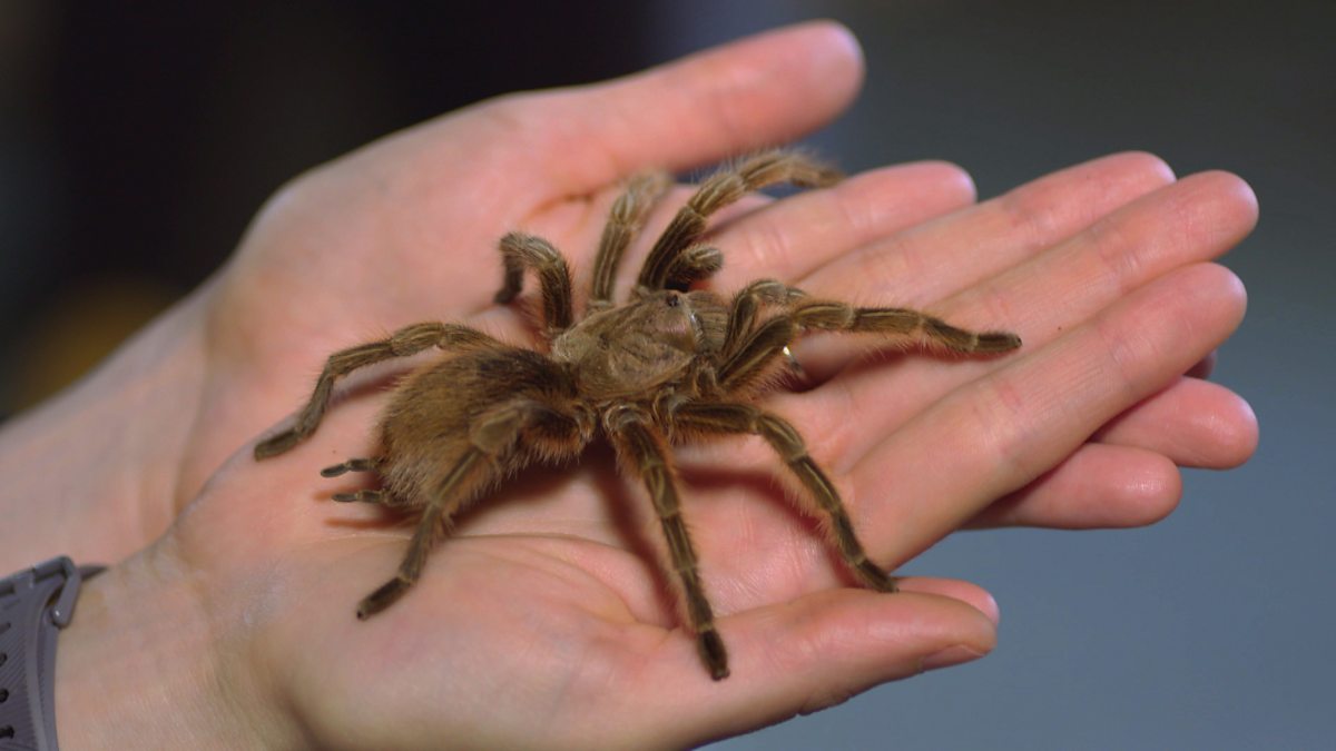 Teeny Tiny Creatures - Series 1 - Ferne and Rory: 2. Spiders - BBC iPlayer