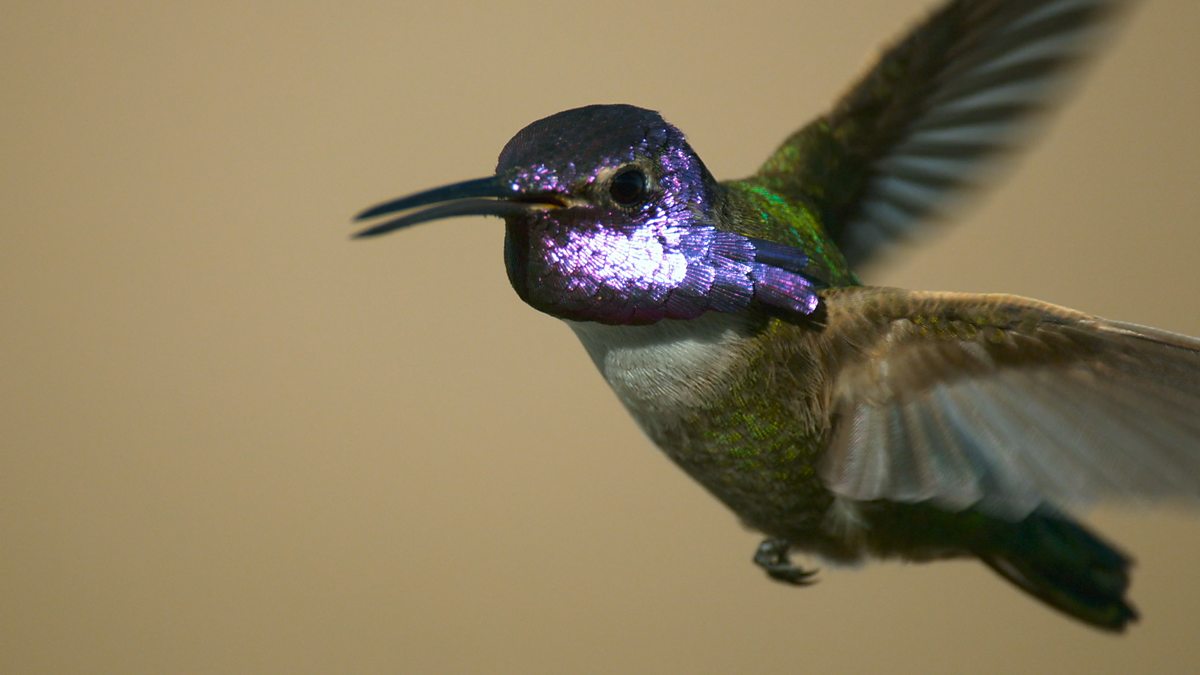 BBC One - Attenborough's Life in Colour, Series 1, Seeing in Colour, The hummingbird shows his colours