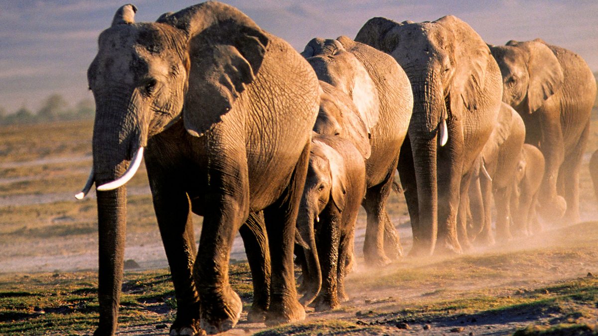 BBC iPlayer Chris Packhams Animal Einsteins Series 1