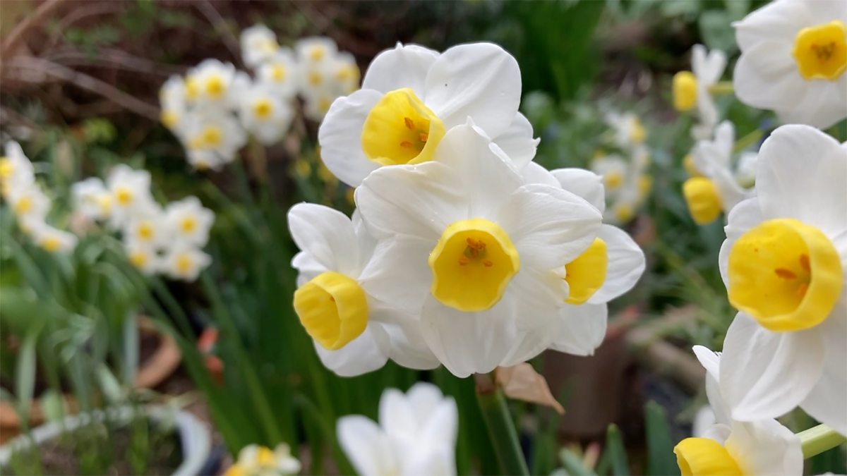 BBC Radio Ulster Gardeners' Corner, What to do with daffodils and