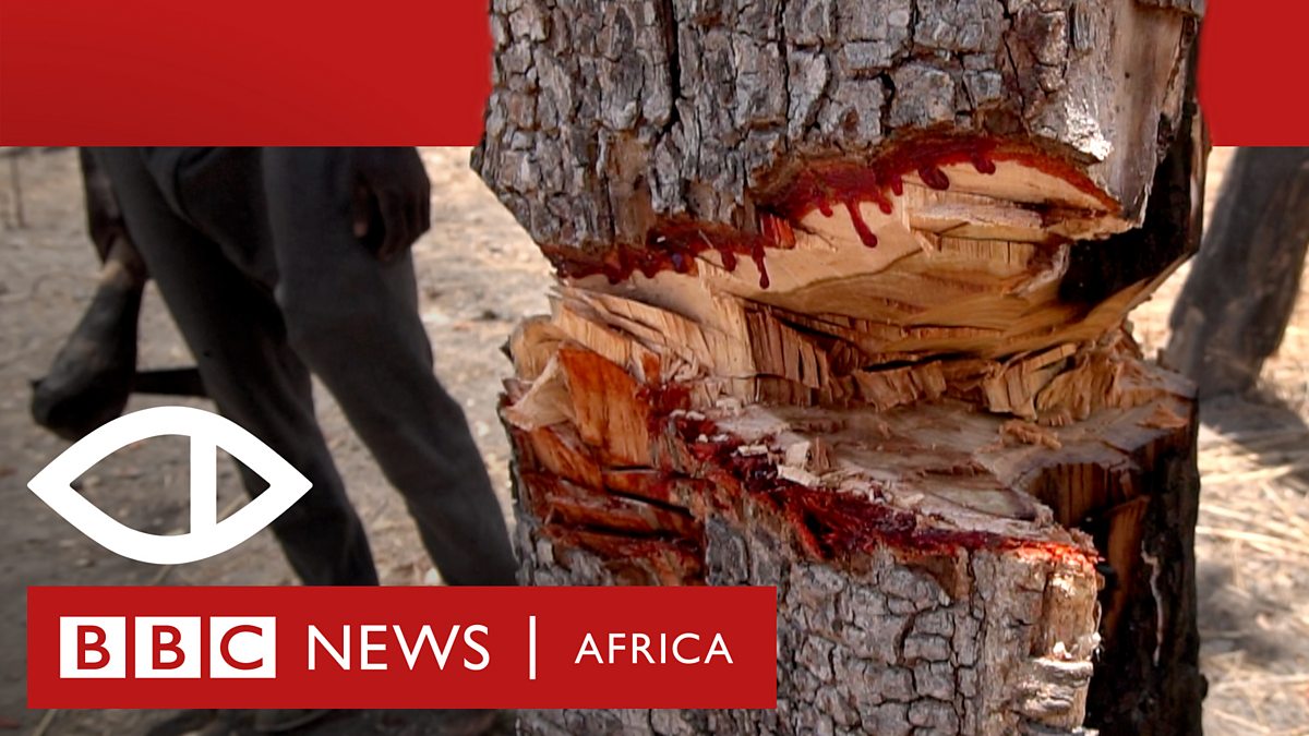 BBC World Service TV Africa Eye, The Trees that Bleed