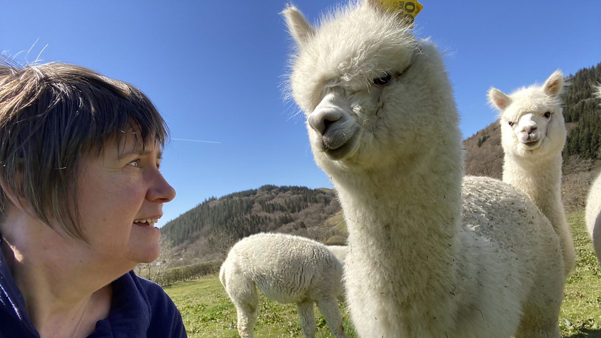 The Benefits of Alpaca Fleece, About Alpaca