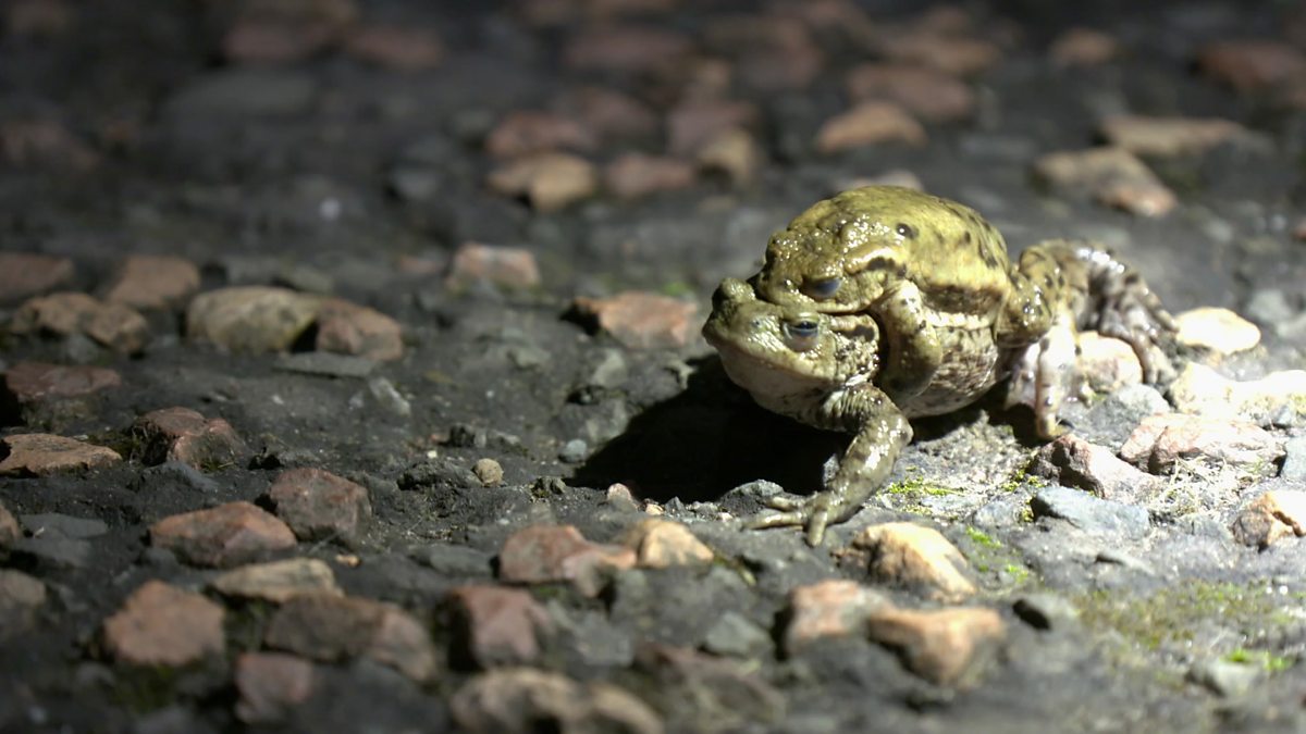 Bbc Scotland Bbc Scotland The Toad Patrol Helping Amorous