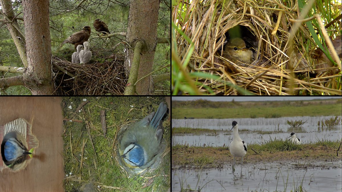 Bbc Two Springwatch Multiview