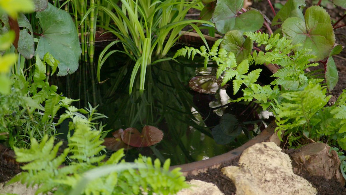 BBC Two Gardeners' World, 2021, Episode 10, Barrel pond