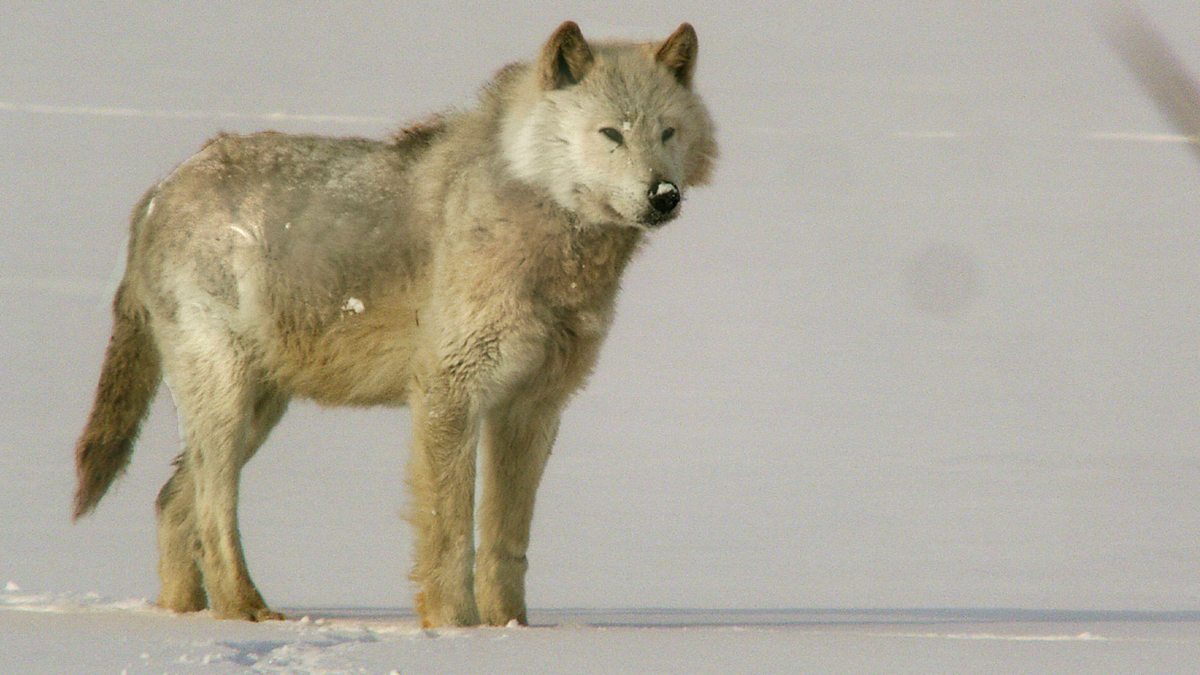 BBC Two - Natural World, 2012-2013, A Wolf Called Storm