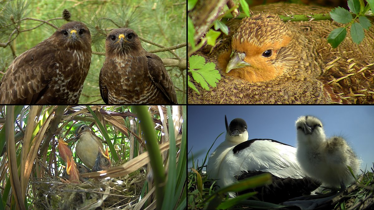 Bbc Two Springwatch Multiview