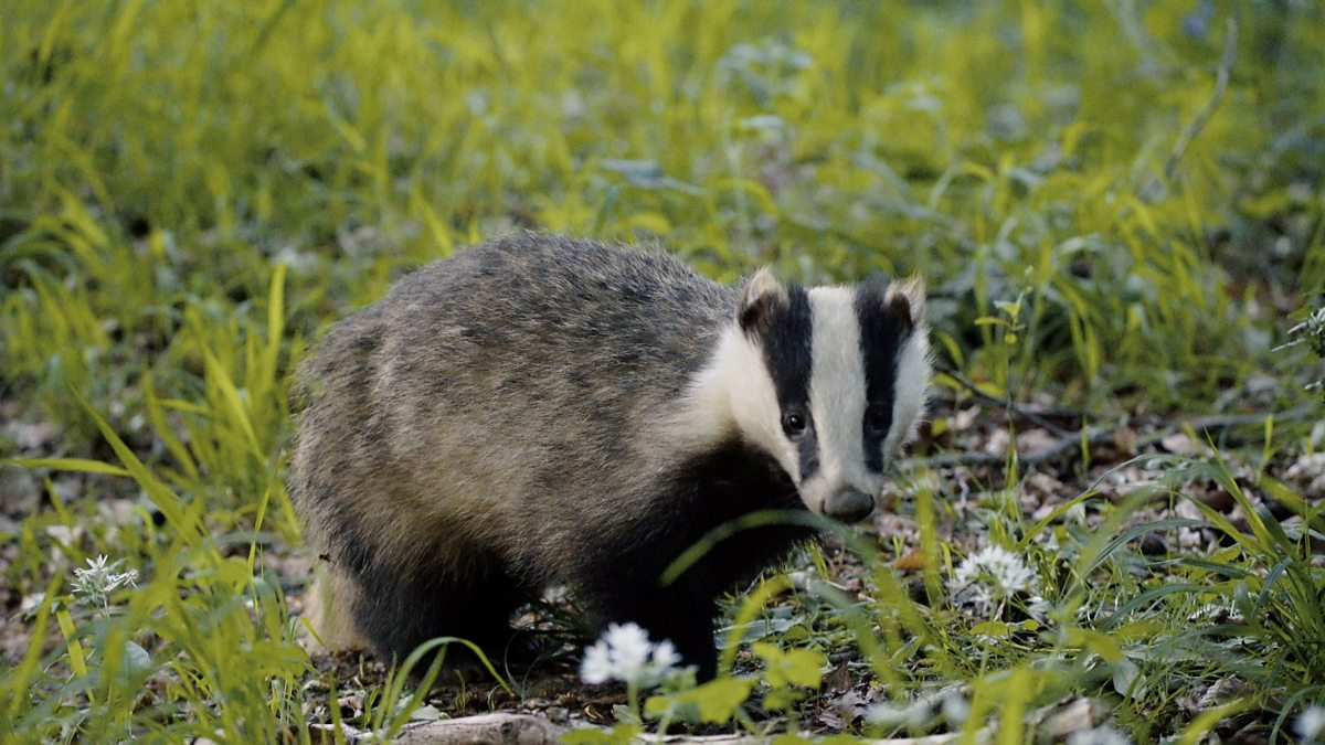 Bbc Two Springwatch 2021 Episode 7 Woodland Wonders
