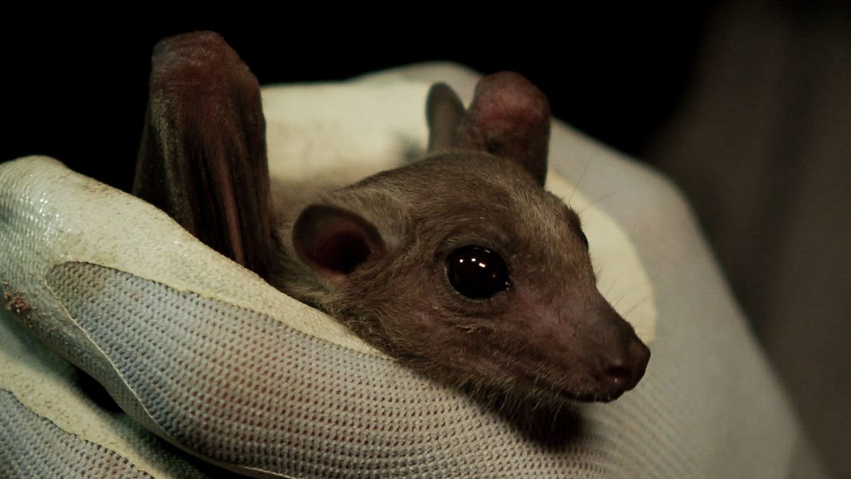 BBC Three Counties Radio Andy Collins, The amazing dogs of Beds