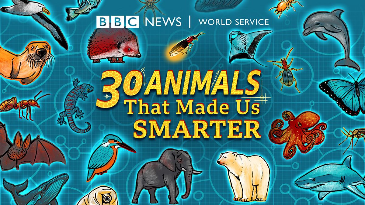 BBC World Service - 30 Animals That Made Us Smarter - Downloads
