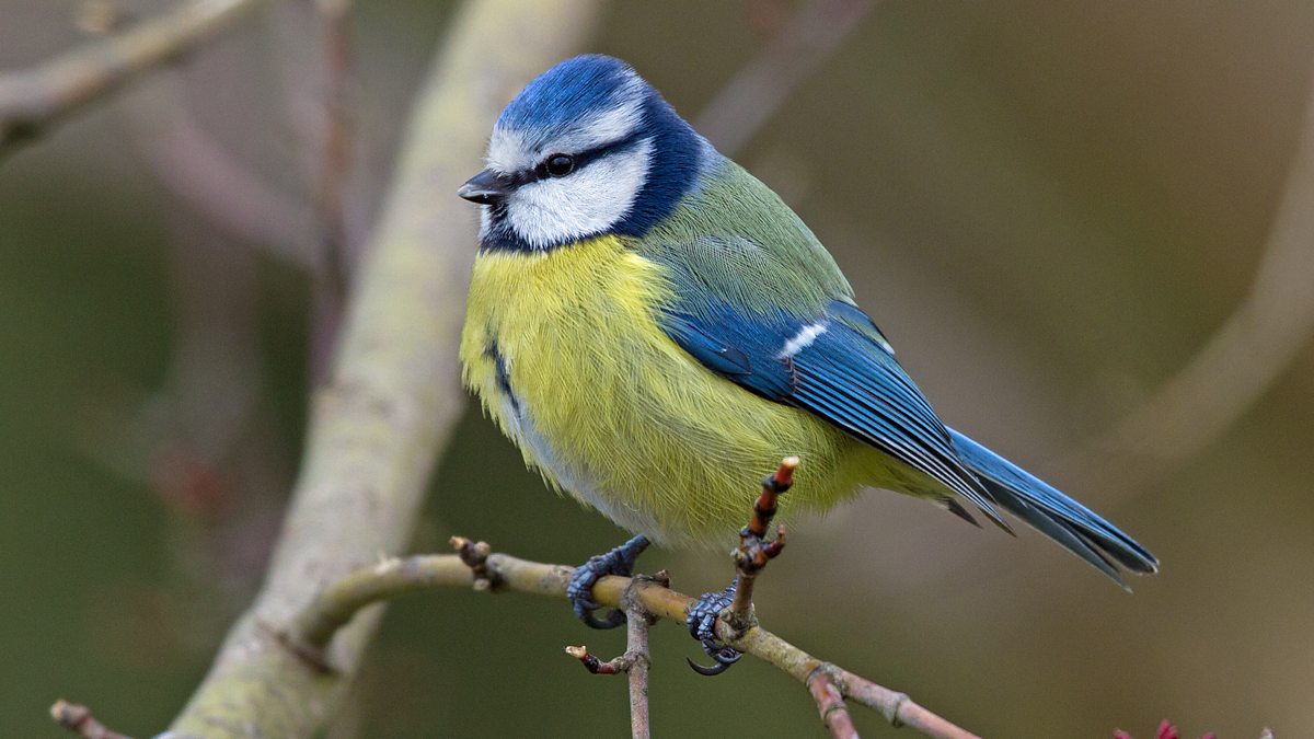 BBC Radio 3 - Breakfast, Blue Tit