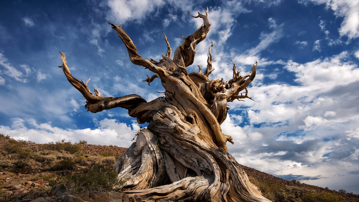 BBC World Service The Forum Tracing The Roots Of Ancient Trees