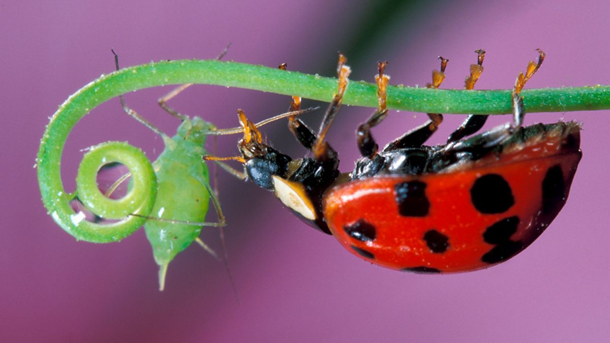 BBC Four - Insect Worlds